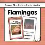Flamingos Informational Book | Nonfiction Early Reader Animal Booklet