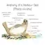 Harbour Seal Anatomy Poster
