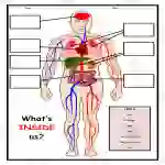 Human Body Label Worksheet