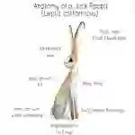 Jack Rabbit Anatomy Printable Poster