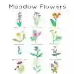 Meadow Wild Flower 12 Flashcard Set