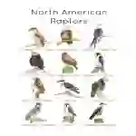 North American Raptors Flashcards | Birds of Prey
