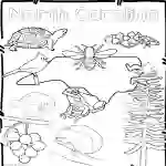North Carolina State Symbols Clip Art