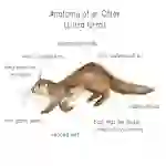 Otter Anatomy Printable Poster
