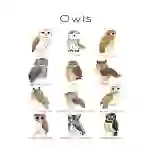 Owls Flashcards | Birds of Prey Prints