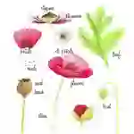Parts of a Poppy Printable Poster