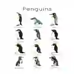 Penguin Flashcards