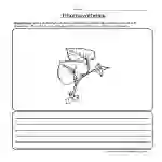 Photosynthesis Diagram Worksheet