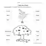 Plant Parts Worksheet