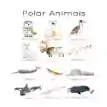 Polar Animals Flashcards