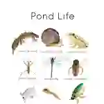 Pond Life Animal Flashcards
