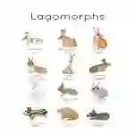 Rabbit & Lagomorph | European Rabbit Resources | Easter Bunny