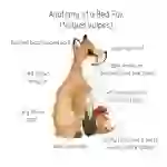 Red Fox Anatomy Printable Poster