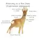 Roe Deer Anatomy Interactive Printable Poster