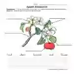 Seeds Plants Label a Plant Worksheet