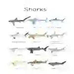 Shark Flashcards & ID Poster