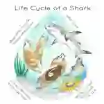Shark Life Cycle Printable Poster