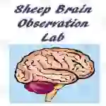 Sheep Brain Observation Lab
