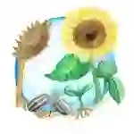 Sunflower Life Cycle Poster