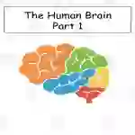 The Human Brain-Includes Kahoot, Smart Cookie Game and a Hands-On Activity About the Brain