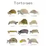 Tortoises Flashcards For Beginners/Kids