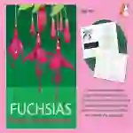 Fuchsias Are Beautiful: Practise Close Reading Comprehension Skills (6-9 years)