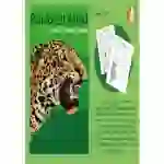 Lots Of Writing Tasks About A Wildlife Park Called Rainforest World (7-11 years)