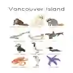 Canadian Wildlife Flashcards