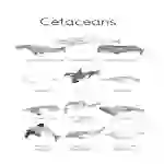 Whales and Dolphins Nature Pack | Marine Biology, Ocean Mammals and Cetaceans Nature Study Resources