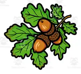 acorns clipart