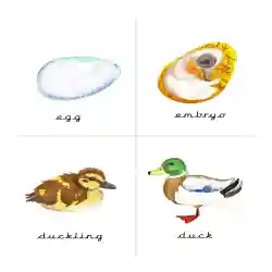 Duck Life Cycle Study - Simple Living. Creative Learning