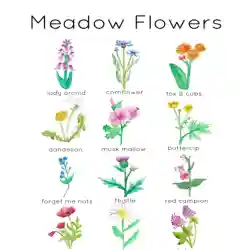 Types of Flowers - Nature Curriculum in Cards