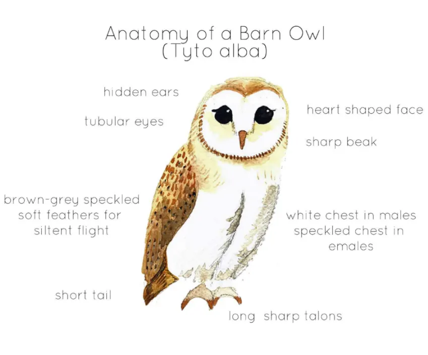 Anatomy of a Barn Owl by Teach Simple