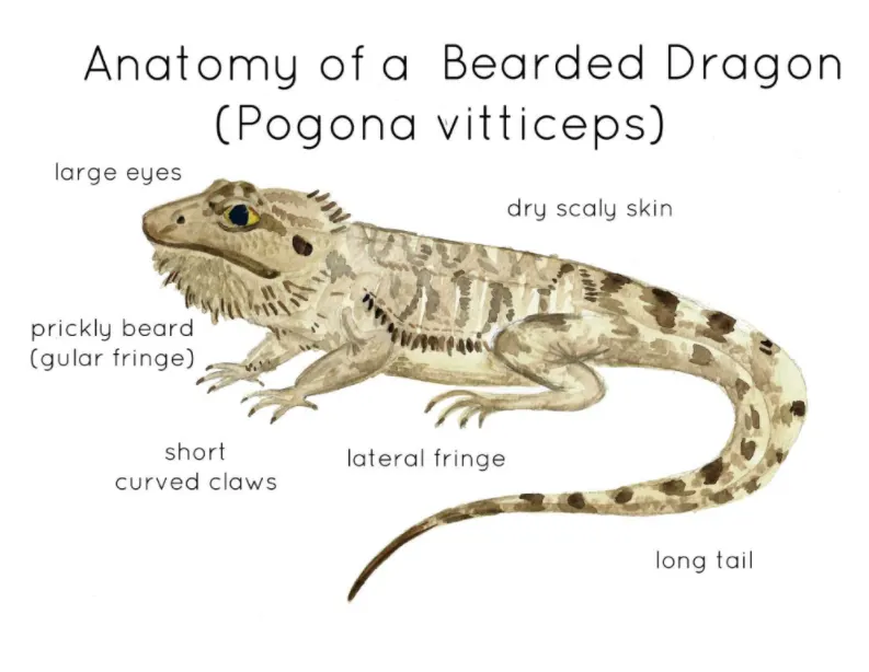 Anatomy of a Bearded Dragon by Teach Simple