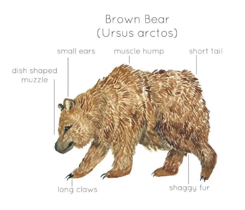 An educational teaching resource from Fiddleticks Education entitled Anatomy of a Brown Bear downloadable at Teach Simple.