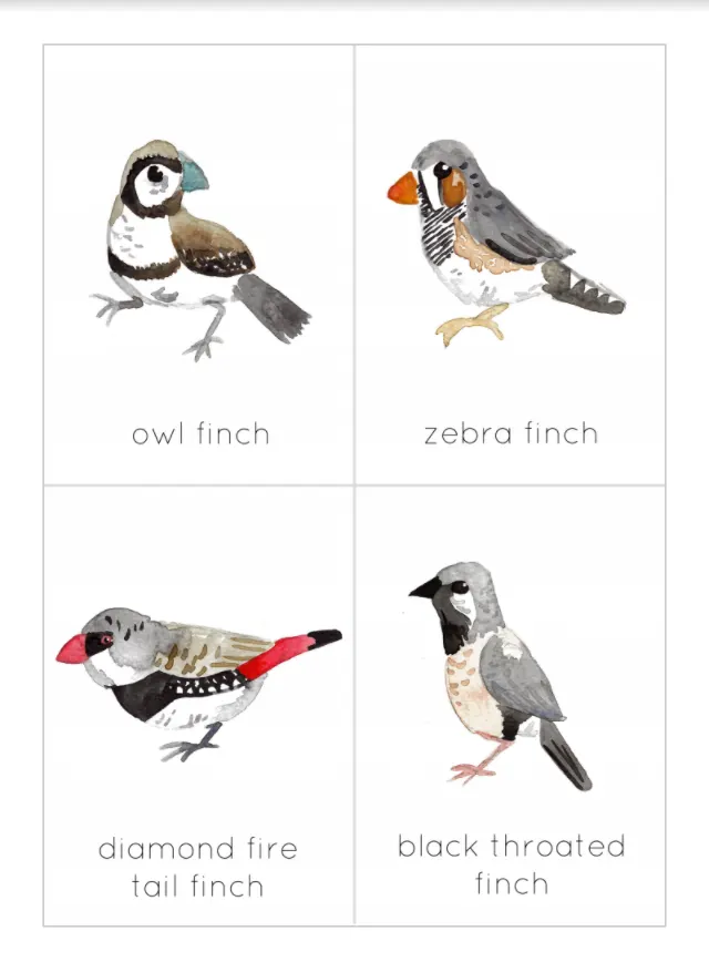 An educational teaching resource from Fiddleticks Education entitled Australian Finch Flashcard Prints | Printable Foreign Finch Poster | Australian Nature Study downloadable at Teach Simple.