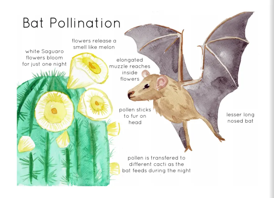 An educational teaching resource from Fiddleticks Education entitled Bat Pollination Poster - Saguaro Cactus Printable Poster downloadable at Teach Simple.