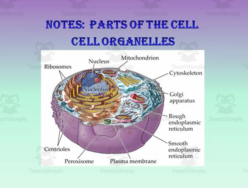 An educational teaching resource from The Teacher Team entitled Cell Organelle PowerPoint Presentation downloadable at Teach Simple.