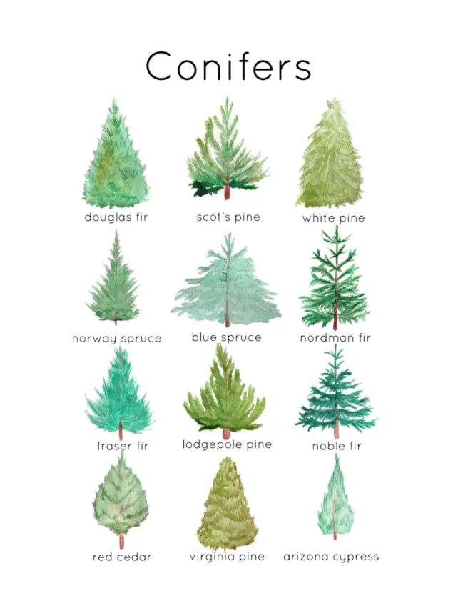 Conifer Flashcards | Evergreen Christmas Tree Flashcards Set | Instant ...