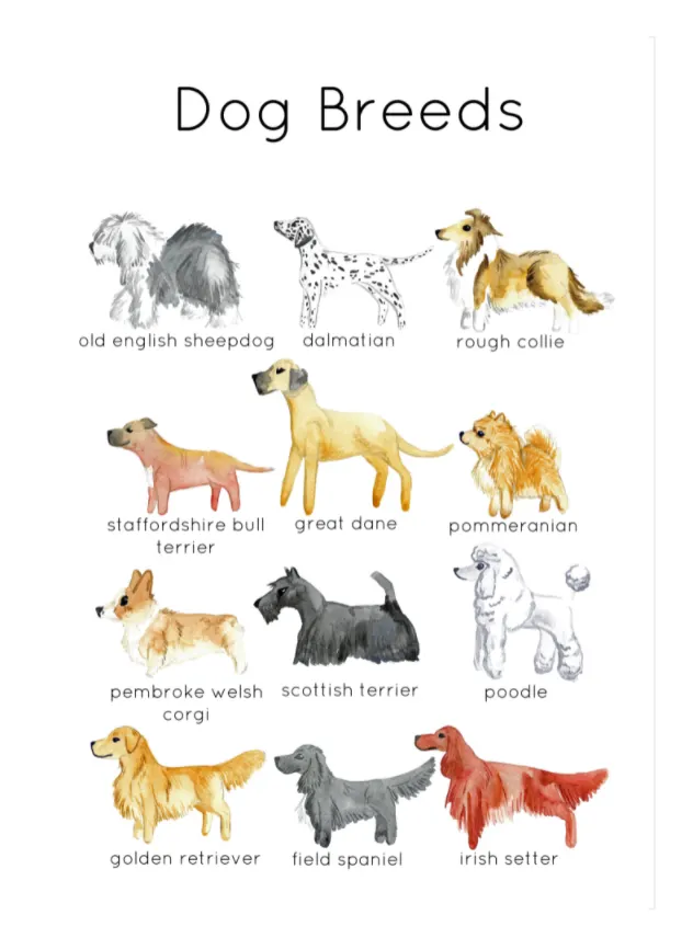 Dog Breed Flashcards | 101 Dalmatian Dog Breeds | Dog Breeds Printable ...