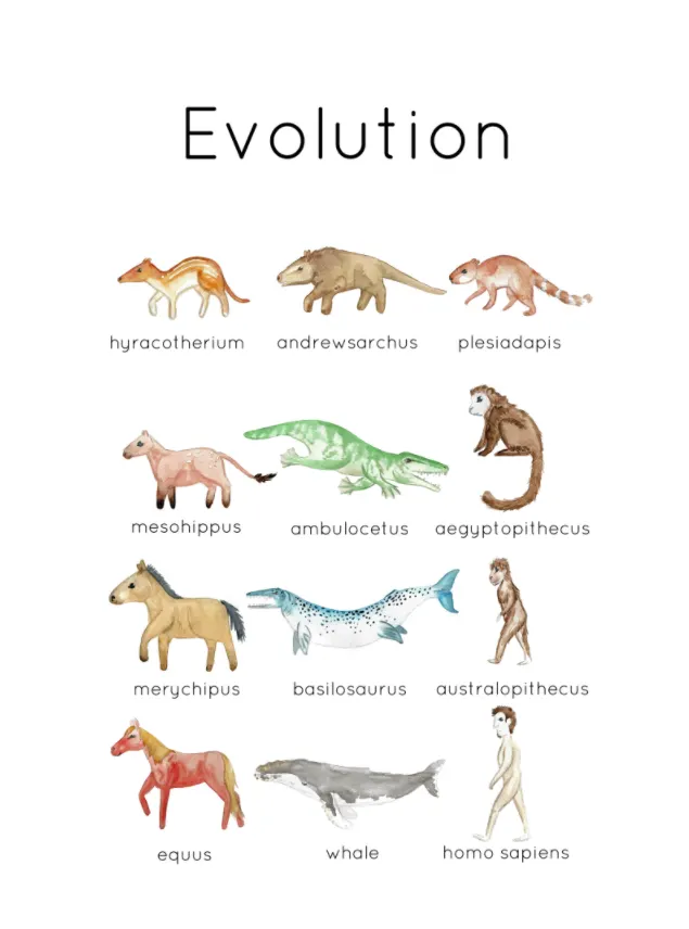 An educational teaching resource from Fiddleticks Education entitled Evolution Flashcards | Set of 12 handprinted cards  downloadable at Teach Simple.