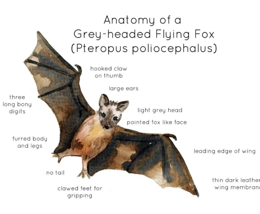 An educational teaching resource from Fiddleticks Education entitled Grey-Headed Flying Fox Anatomy Printable Poster downloadable at Teach Simple.