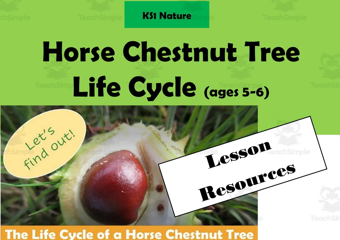 An educational teaching resource from Lilibette's Resources entitled Horse Chestnut Tree Life Cycle Lesson Notes ideas and Resources Pack (ages 5-6) downloadable at Teach Simple.