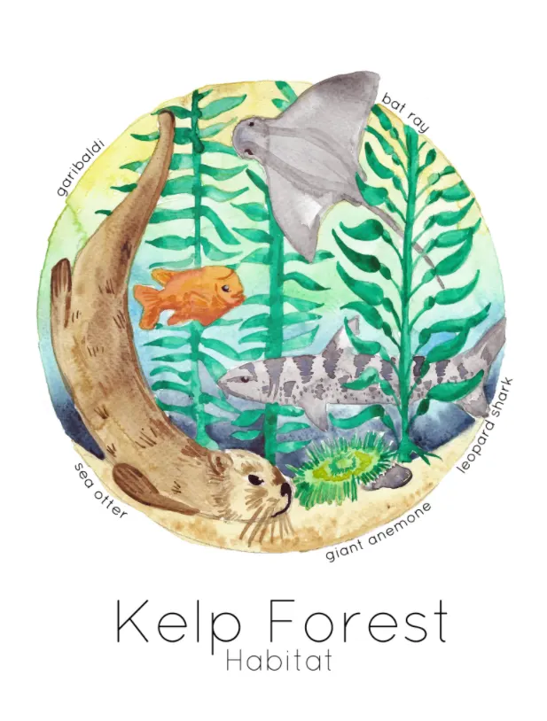 An educational teaching resource from Fiddleticks Education entitled Kelp Forest Habitat Watercolor Poster downloadable at Teach Simple.