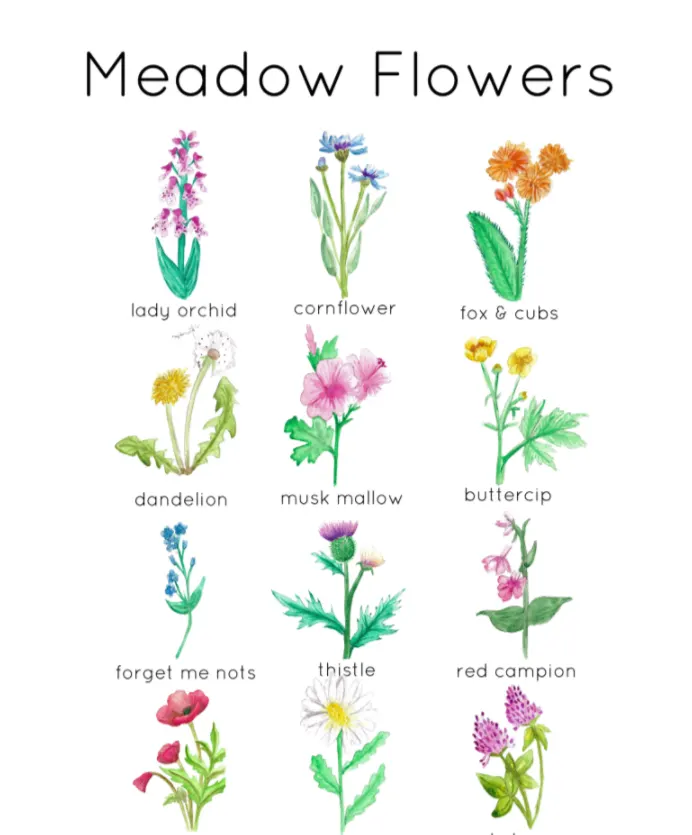 Meadow Wild Flower 12 Flashcard Set by Teach Simple