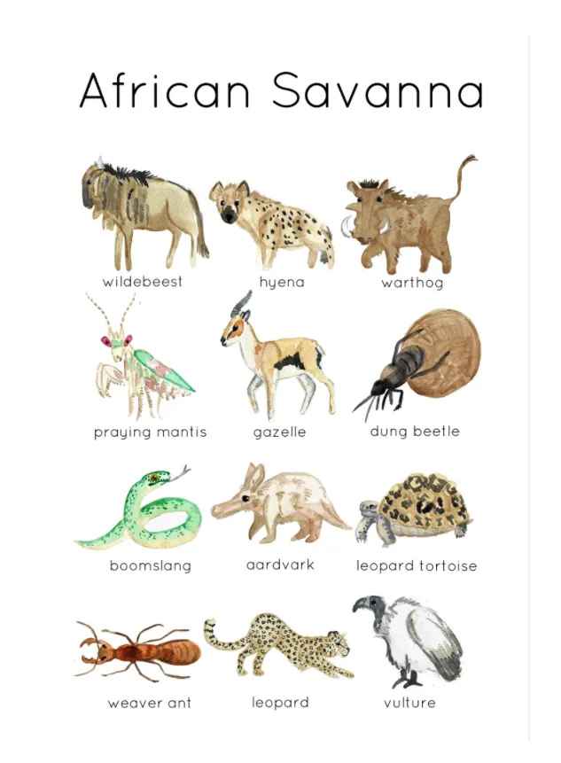 An educational teaching resource from Fiddleticks Education entitled MORE African Savanna Animals downloadable at Teach Simple.