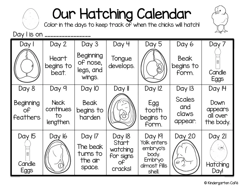 An educational teaching resource from Kindergarten Cafe entitled Our Hatching Calendar: The Life Cycle of a Baby Chick downloadable at Teach Simple.