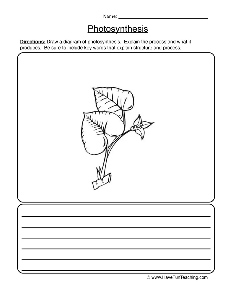 An educational teaching resource from Have Fun Teaching entitled Photosynthesis Diagram Worksheet downloadable at Teach Simple.