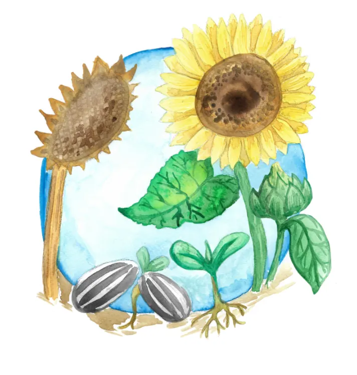 An educational teaching resource from Fiddleticks Education entitled Sunflower Life Cycle Poster downloadable at Teach Simple.