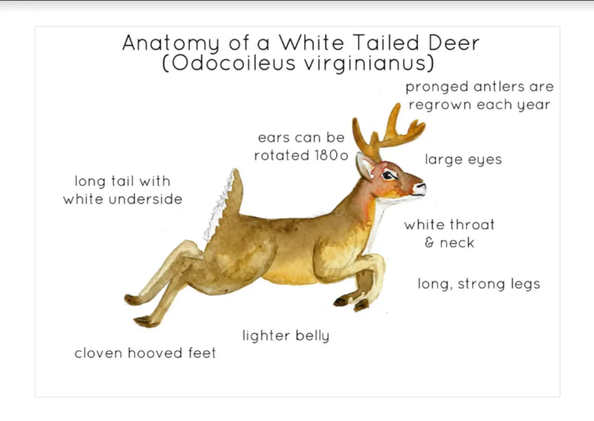 An educational teaching resource from Fiddleticks Education entitled Anatomy of a White Tailed Deer downloadable at Teach Simple.